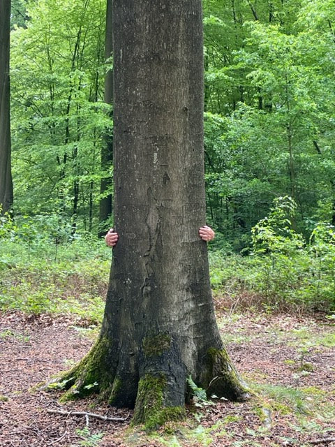 Bain de Forêt : 28 septembre